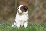 BORDER COLLIE 818